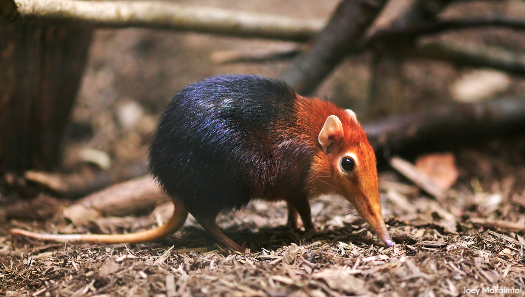 Elephant shrew